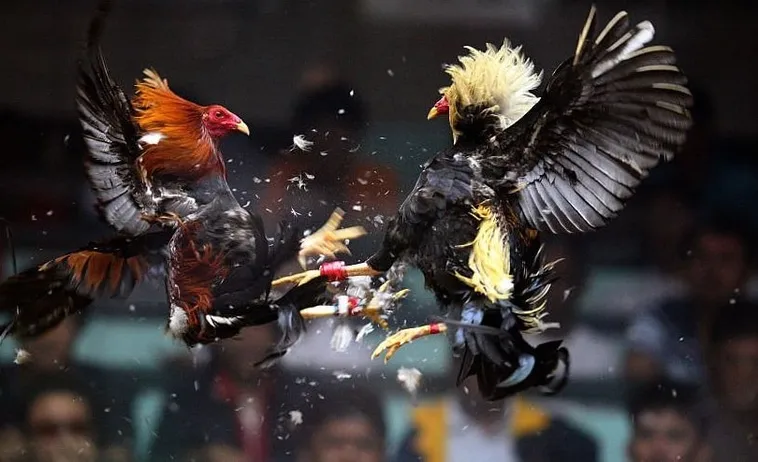 Hướng Dẫn Chi Tiết Cách Chơi Đá Gà Sabong Tại 999Bet Hiệu Quả