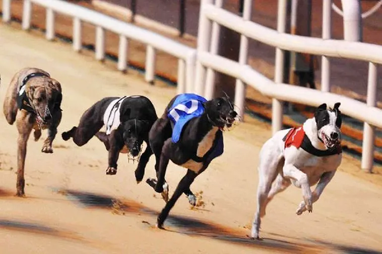 Hướng Dẫn Chơi Game Nhanh Đua Chó Tại 999Bet Hiệu Quả Nhất